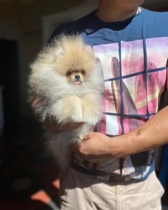 Spitz Nano (Pomerania) con Pedigree