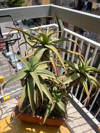 Pianta