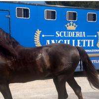 Trasporto cavalli