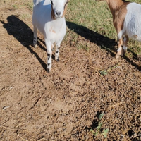 Caprette tibetane, maschi castrati