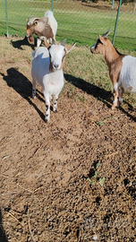 Caprette tibetane, maschi castrati
