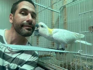 Cacatua galerita ed altri pappagalli