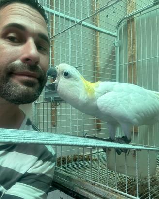 Cacatua galerita ed altri pappagalli