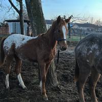 Puledro appaloosa