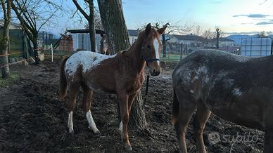 Puledro appaloosa