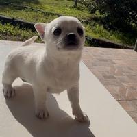 Chihuahua toy