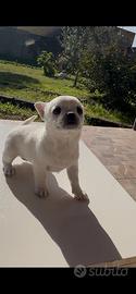 Chihuahua toy