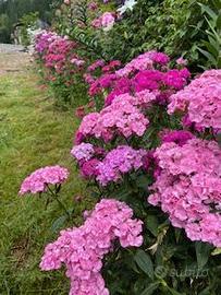 Fiori freschi recisi , naturali, belli e vigorosi