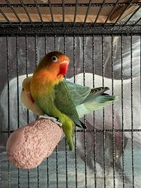 Coppia inseparabili Fischer