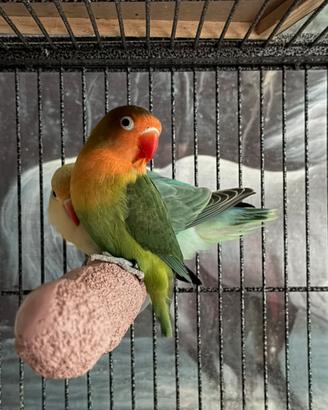 Coppia inseparabili Fischer