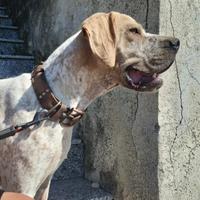 Bracco pointer da tartufo