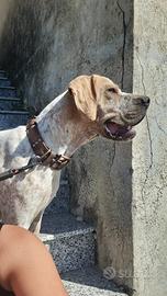 Bracco pointer da tartufo