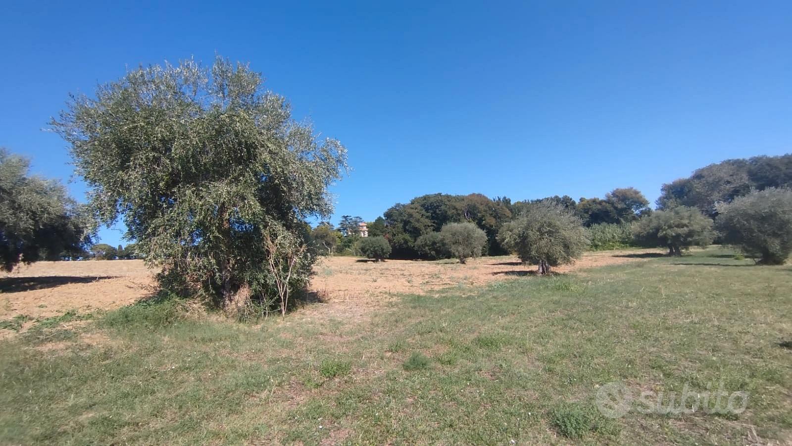 Panoramico con uliveto - Vista 3