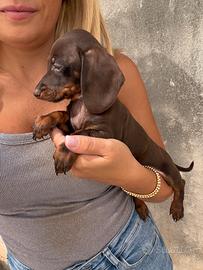 Bassotto Kaninchen Cioccolato
