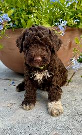Cuccioli di Lagotto Romagnolo