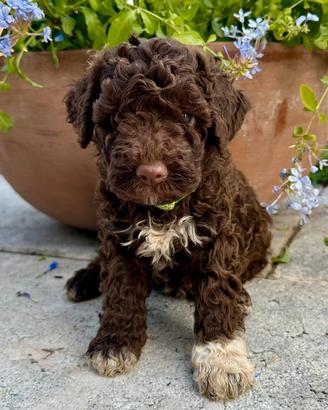 Cuccioli di Lagotto Romagnolo