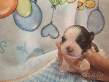 Cuccioli incrocio Shitzu Maltese