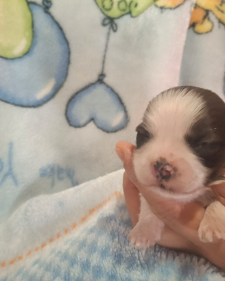 Cuccioli incrocio Shitzu Maltese