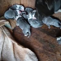Amstaff cuccioli
