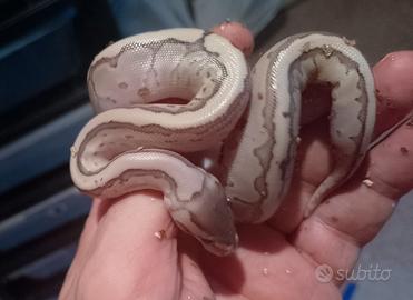 Pitone Reale baby e adulti