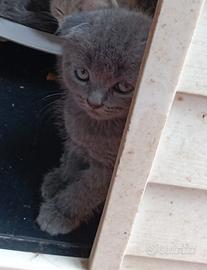 Cuccioli di scottish fold