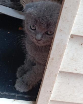 Cuccioli di scottish fold