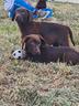 cuccioli-di-labrador-maschietto-e-femminuccia