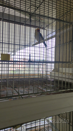 Canarini cardinalini