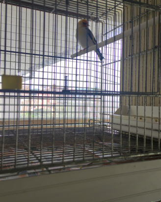 Canarini cardinalini