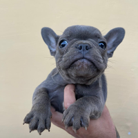 Cucciola di bulldog fra