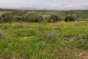 Belpasso terreno agricolo