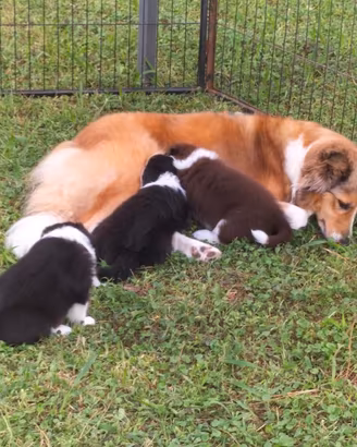 Border collie cuccioli