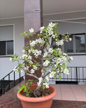 Bonsai melo