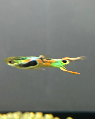 Endler