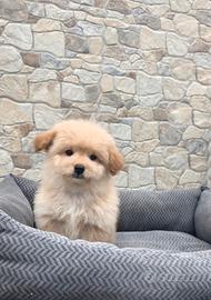 Maltipoo
