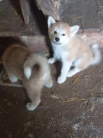 Akita Inu