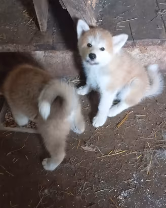 Akita Inu