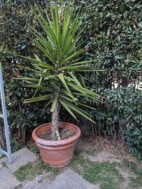 Pianta Yucca 1.80 (tronchetto della felicità)