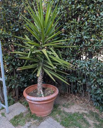 Pianta Yucca 1.80 (tronchetto della felicità)