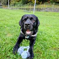 Cercasi femmina labrador