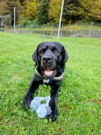 Cercasi femmina labrador