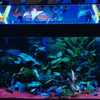 acquario pesci tropicali vasca piante