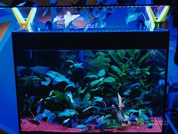 acquario pesci tropicali vasca piante