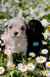 Maltipoo cuccioli toy
