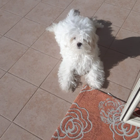 Maltese maschietto
