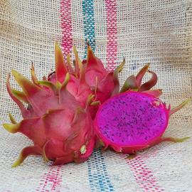 Talee di Dragonfruit con frutto di vari colori