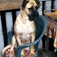 Cane corso