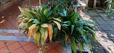vasi  da terrazzo