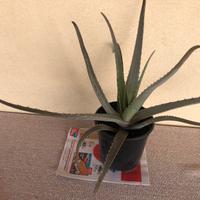 Pianta aloe vera