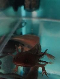 axolotl grigio 
